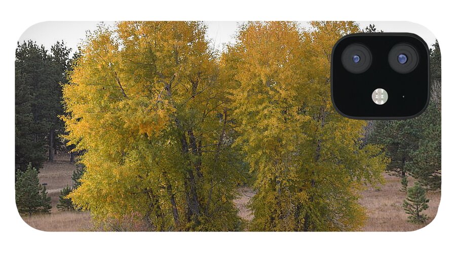 Aspen iPhone 12 Case featuring the photograph Aspen Trees in the Fall CO by Margarethe Binkley