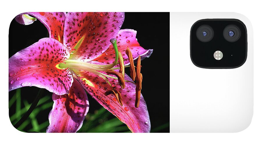 Rose iPhone 12 Case featuring the photograph Beaming #2 by Doug Norkum