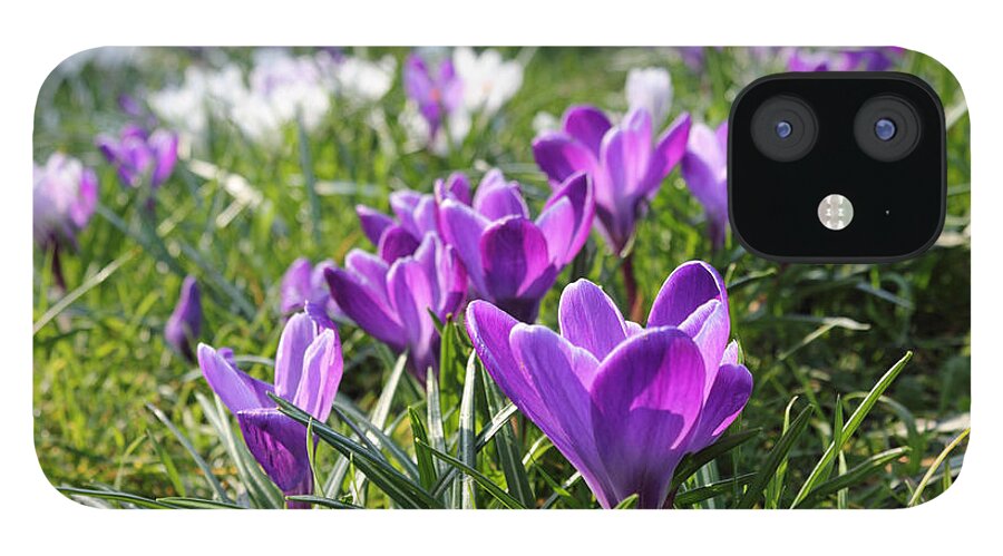 Spring Crocuses iPhone 12 Case featuring the photograph Spring crocuses #2 by Julia Gavin