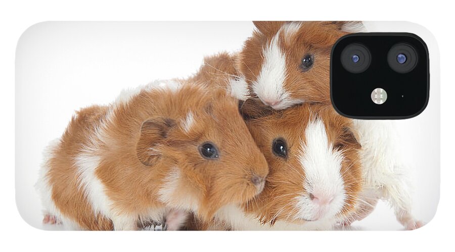 Abyssinian Guinea Pig iPhone 12 Case featuring the photograph Abyssinian Guinea Pig #4 by Anthony Totah