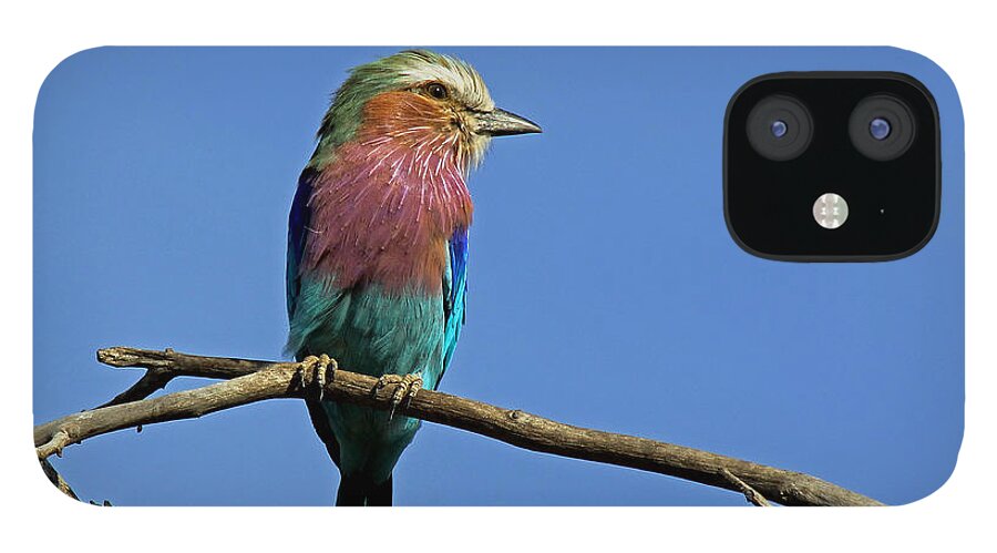 Botswana iPhone 12 Case featuring the photograph Lilac Breasted Roller #4 by Tony Murtagh