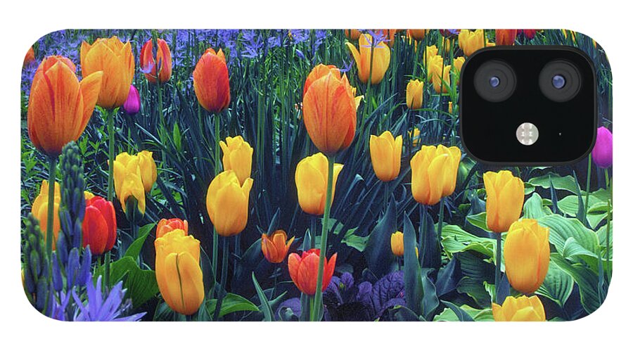 Tulips iPhone 12 Case featuring the photograph Procession of Tulips by Jessica Jenney