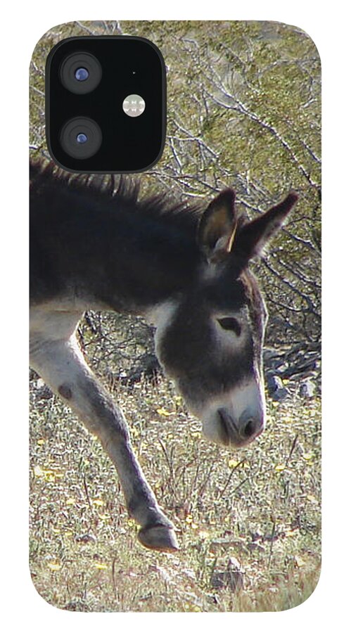 Burro iPhone 12 Case featuring the photograph Brown Burro by Carl Moore