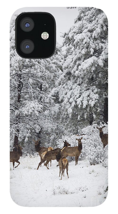 Elk iPhone 12 Case featuring the photograph Elk in Deep Snow in the Pike National Forest #9 by Steven Krull