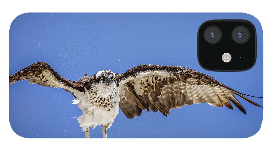 Naples iPhone 12 Case featuring the photograph Osprey #9 by Peter Lakomy