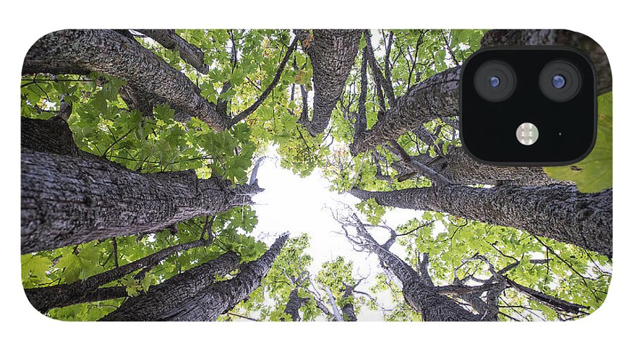 Trees iPhone 12 Case featuring the photograph A hole in the trees by Matt McDonald