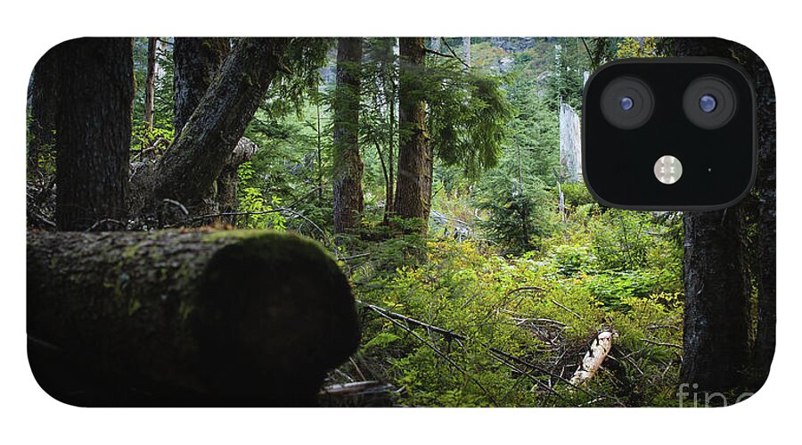 Forest iPhone 12 Case featuring the photograph A light spot in the forest by Agnes Caruso