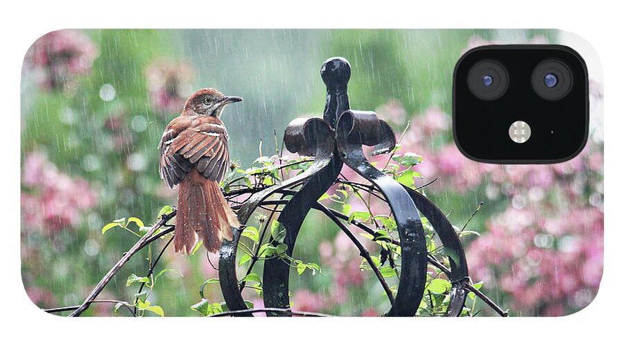 Birds iPhone 12 Case featuring the photograph A Rainy Summer Day by Trina Ansel