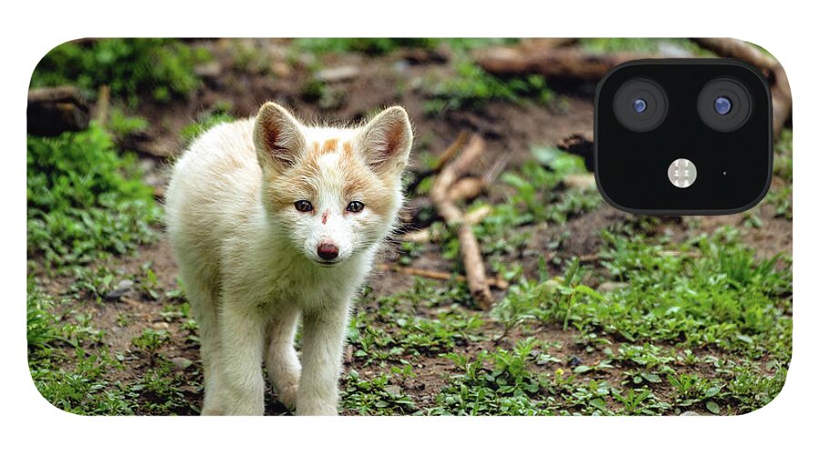 Fox Cub iPhone 12 Case featuring the photograph Adorable fox cub by Sam Rino