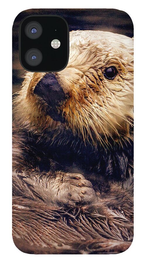 Jean Noren iPhone 12 Case featuring the photograph Adorable Sea Otter by Jean Noren