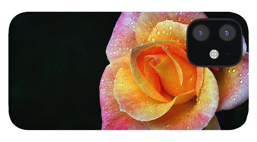 Rose iPhone 12 Case featuring the photograph Aflame by Doug Norkum
