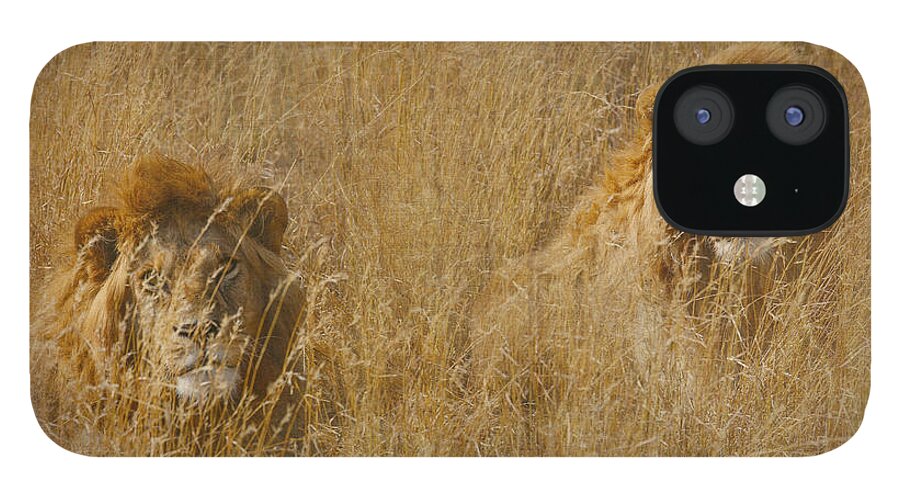 African Lion iPhone 12 Case featuring the tapestry - textile African Lion Brothers by Kathy Adams Clark