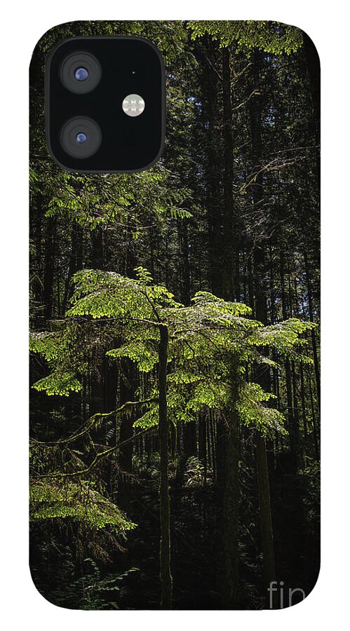 Green iPhone 12 Case featuring the photograph Aglow by David Hillier