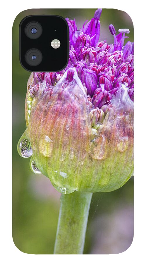 Allium iPhone 12 Case featuring the photograph Allium Bud by Diane Fifield