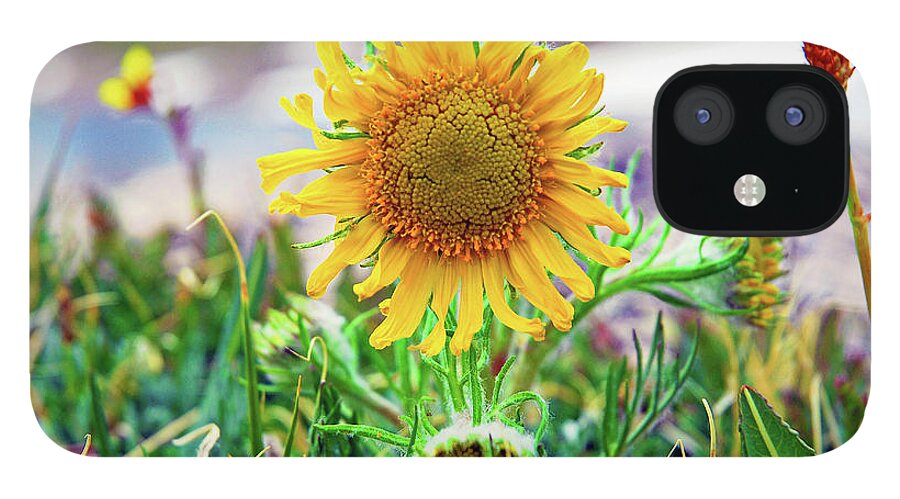 Sunflower iPhone 12 Case featuring the photograph Alpine Sunflower in Summer by Robert Meyers-Lussier