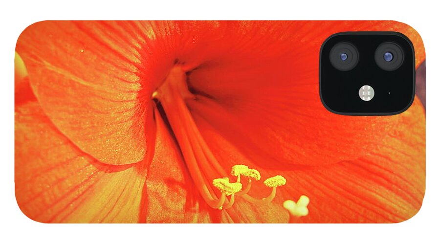 Amaryllis iPhone 12 Case featuring the photograph Amaryllis by Allen Nice-Webb