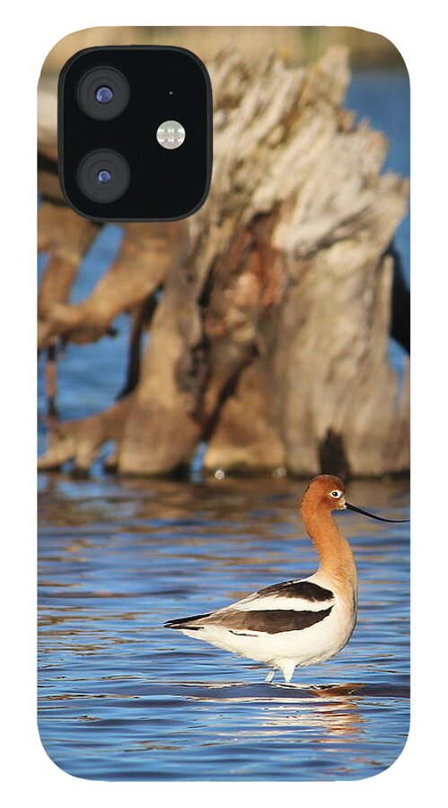 American Avocet iPhone 12 Case featuring the photograph American Avocet by Jean Evans