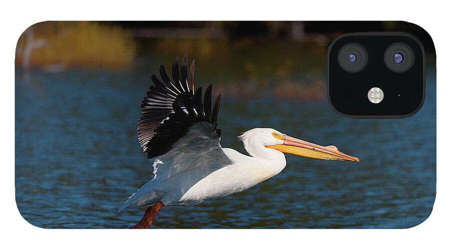 American iPhone 12 Case featuring the photograph American White Pelican by Andrew Kumler