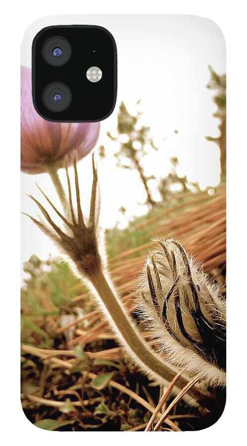  iPhone 12 Case featuring the photograph Anemone Trail Boulder Colorado 2014 by Leizel Grant