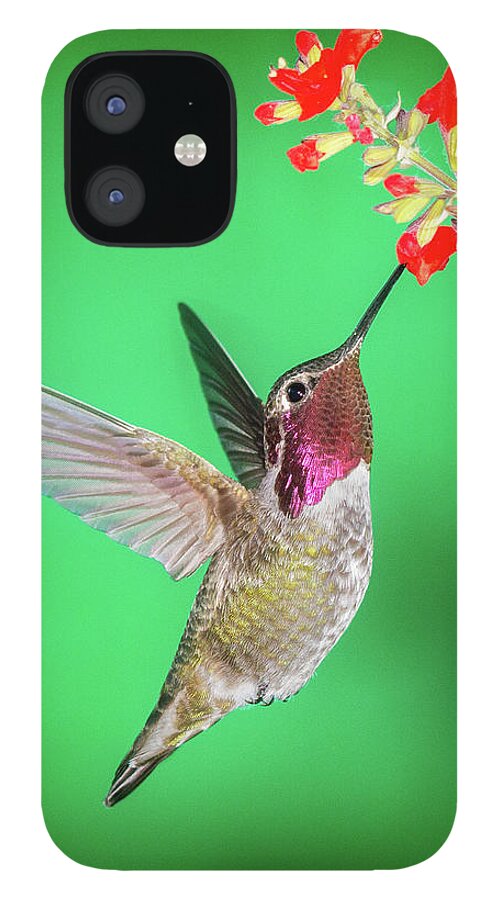 Anna's Hummingbird iPhone 12 Case featuring the photograph Anna's Treat by James Capo