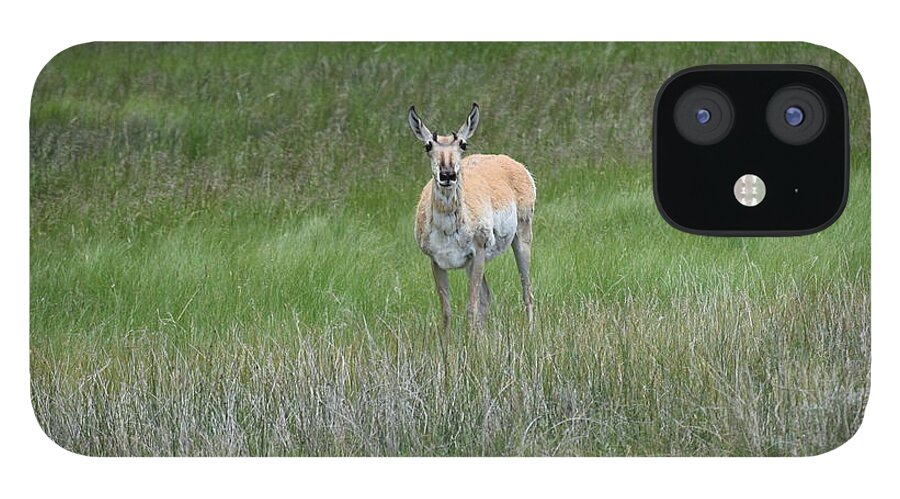 Animal iPhone 12 Case featuring the photograph Prong Horned Antelope Lake John SWA CO by Margarethe Binkley