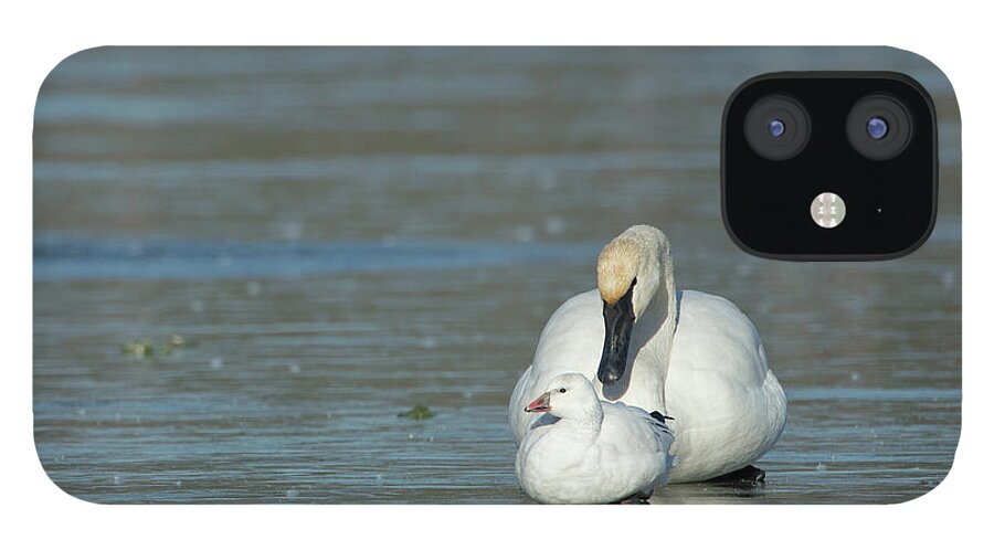 Ross Goose iPhone 12 Case featuring the photograph Are You My Mommy? by Eilish Palmer