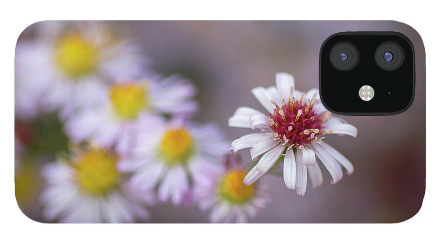 Aster iPhone 12 Case featuring the photograph Aster by Diane Fifield