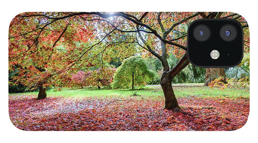 Autumn iPhone 12 Case featuring the photograph Autumn at Westonbirt Arboretum by Colin Rayner