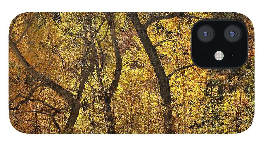 Landscape iPhone 12 Case featuring the photograph Autumn Cottonwood Thicket by Ron Cline