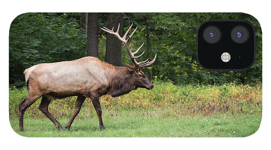 Bull iPhone 12 Case featuring the photograph Autumn Elk by Andrea Silies