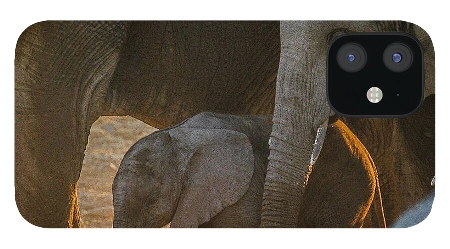 Elephant iPhone 12 Case featuring the photograph Baby and siblings by Alistair Lyne