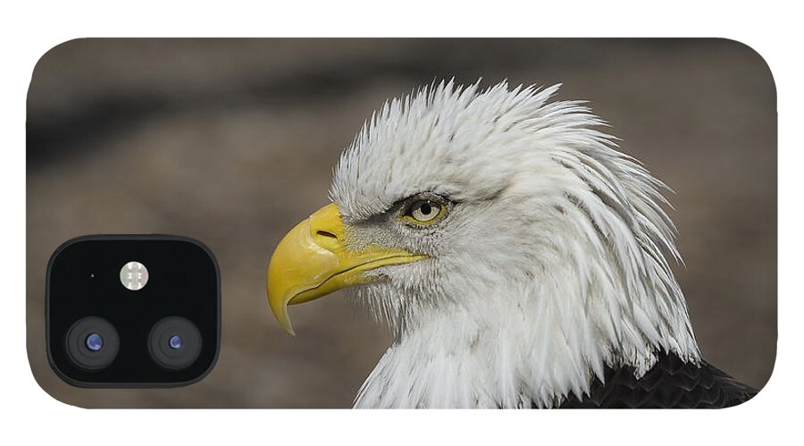 Eagle iPhone 12 Case featuring the photograph Bald Eagle by Andrea Silies