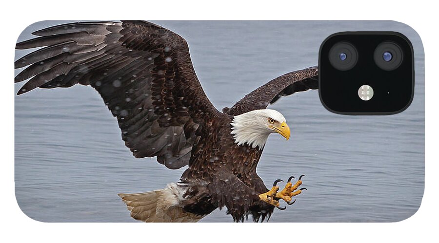 Mark Miller Photos iPhone 12 Case featuring the photograph Bald Eagle Diving for Fish in Falling Snow by Mark Miller