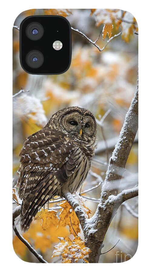 Owl iPhone 12 Case featuring the photograph Barred Owl by Anthony Heflin