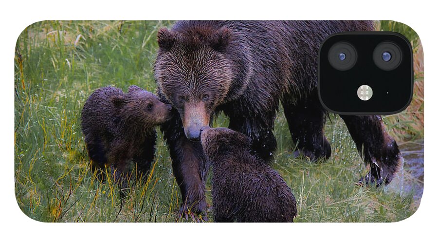 A Grizzly Bear And Her Cubs Were Definitely Not Afraid Of The Rain And Ventured Out For A Fun Morning Of Play And Affection. iPhone 12 Case featuring the photograph Bearly Wet by Ryan Smith