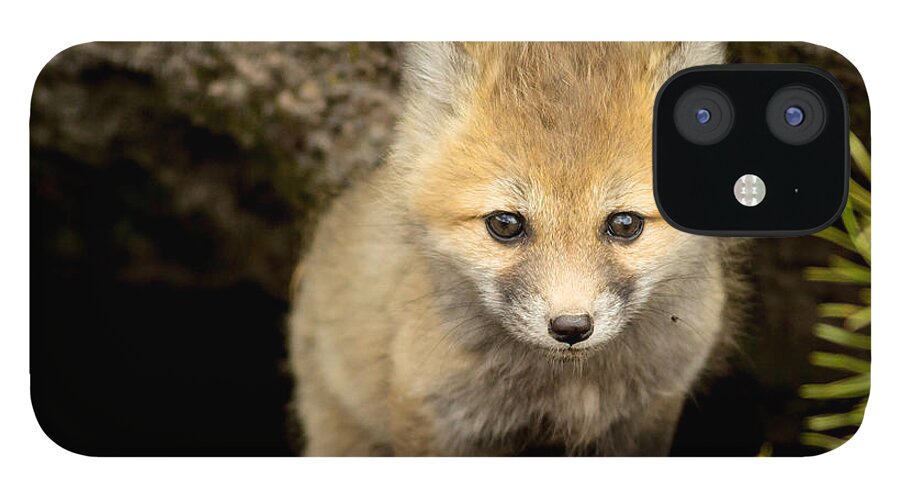 Fox Kit iPhone 12 Case featuring the photograph Beautiful Baby by Natural Focal Point Photography
