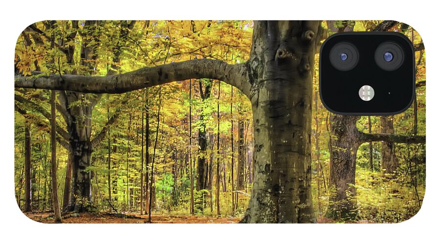 Beech Trees iPhone 12 Case featuring the photograph Beech Trees by Jim Dollar