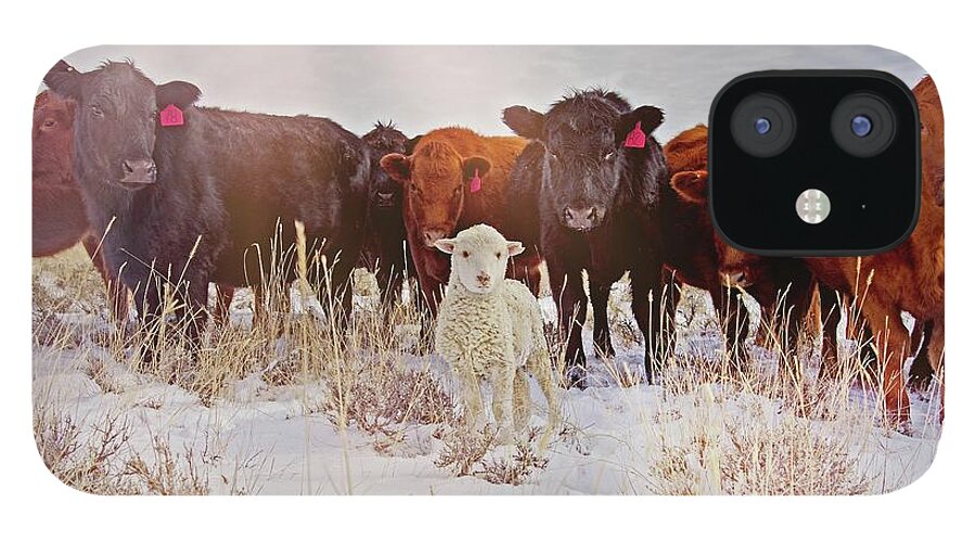 Cattle iPhone 12 Case featuring the photograph Behold by Amanda Smith