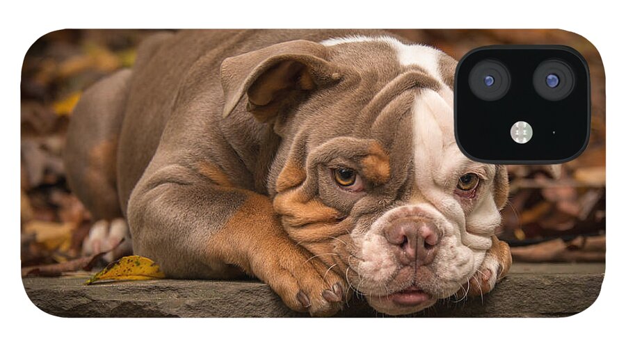 Dog iPhone 12 Case featuring the photograph Bella 47 by Joye Ardyn Durham