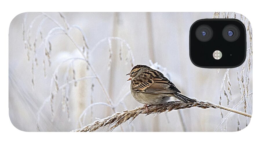 Birds iPhone 12 Case featuring the photograph Bird in first Frost by Paul Ross