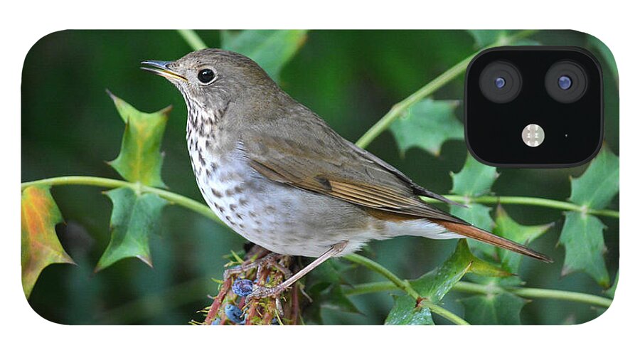 Bird iPhone 12 Case featuring the photograph Bird On Berries by Dan Holm