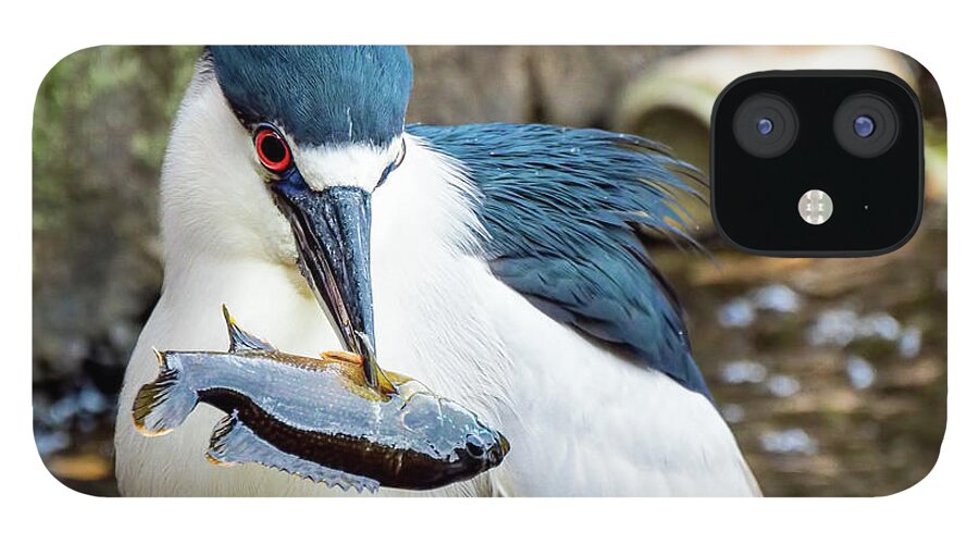 Heron iPhone 12 Case featuring the photograph Black crowned night heron enjoying a fish by Sam Rino