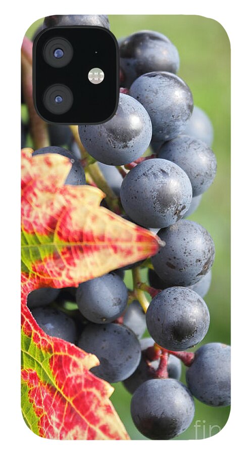 Black Grapes On The Vine Grape Grapevine Leaf Red Detail Close Up Vineyard iPhone 12 Case featuring the photograph Black Grapes on the Vine by Julia Gavin