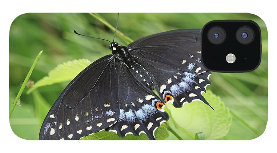 Black Swallowtail Butterfly iPhone 12 Case featuring the photograph Black Swallowtail Butterfly Basks in the Sun by Robert E Alter Reflections of Infinity