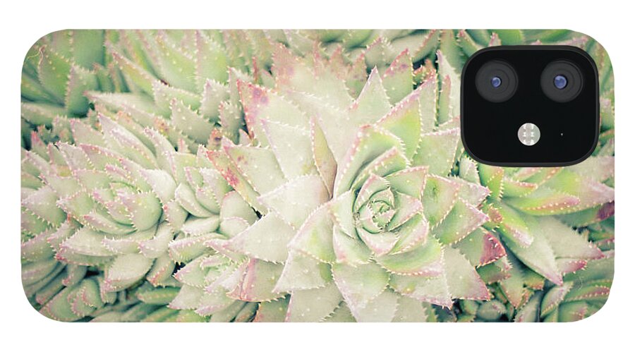Plants iPhone 12 Case featuring the photograph Blanket of Succulents by Ana V Ramirez