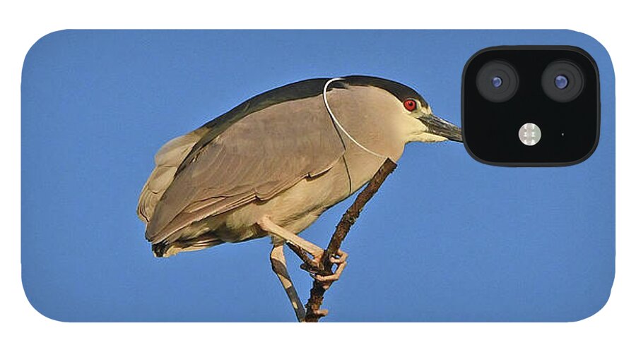 Black-crowned Night Heron iPhone 12 Case featuring the photograph Black-crowned Night Heron #1 by Ken Stampfer