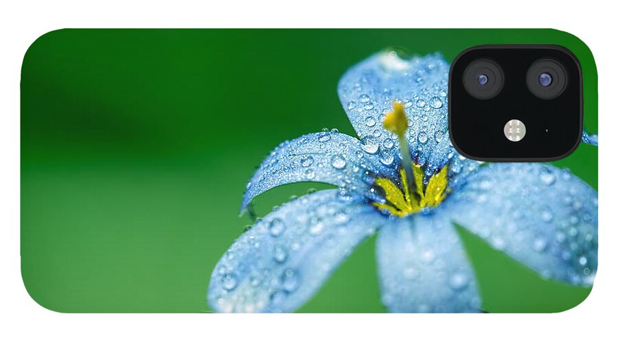 Flower iPhone 12 Case featuring the photograph Blue Eyed Grass Flower by Brad Boland