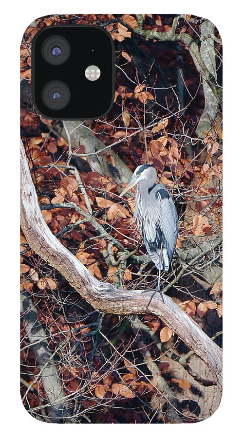 Birds iPhone 12 Case featuring the photograph Blue Heron in Tree by Paul Ross