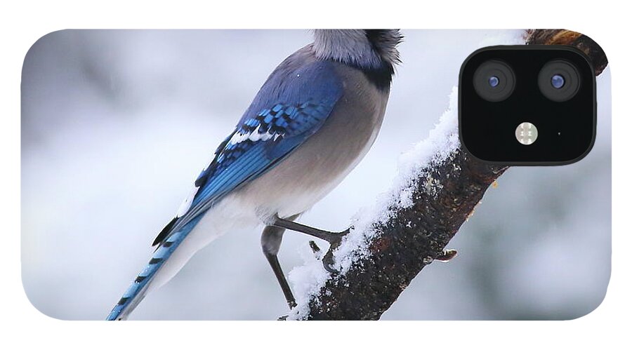 Blue Jay iPhone 12 Case featuring the photograph Blue Jay In Snow by Daniel Reed