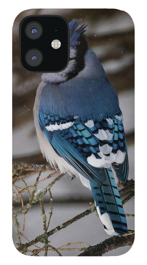 Bird iPhone 12 Case featuring the photograph Blue Jay by Jody Partin